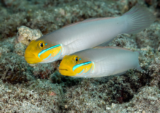  Valenciennea strigata (Yellowheaded Sleeper Goby)